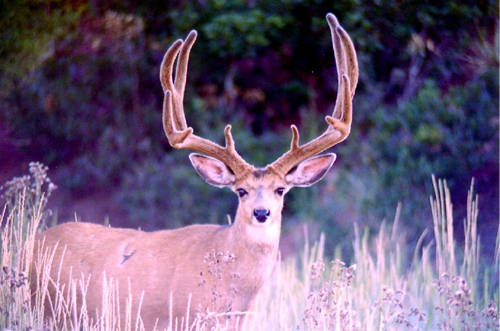 Colorado Trophy Bucks III