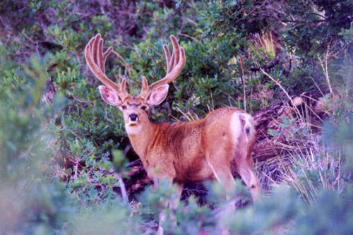 Colorado Trophy Bucks III