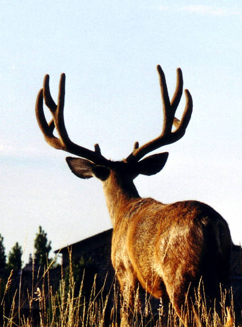 Colorado Trophy Bucks III
