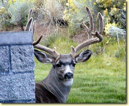 Backyard Trophies