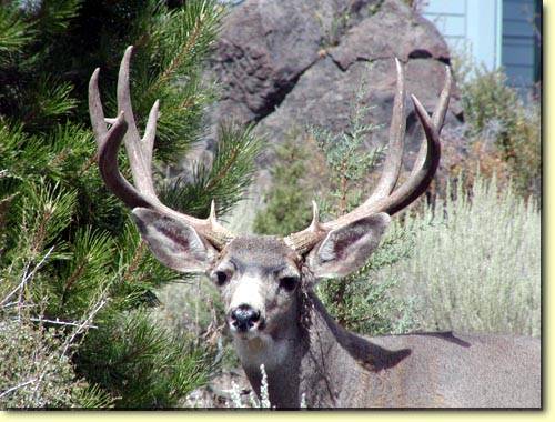 Backyard Trophies