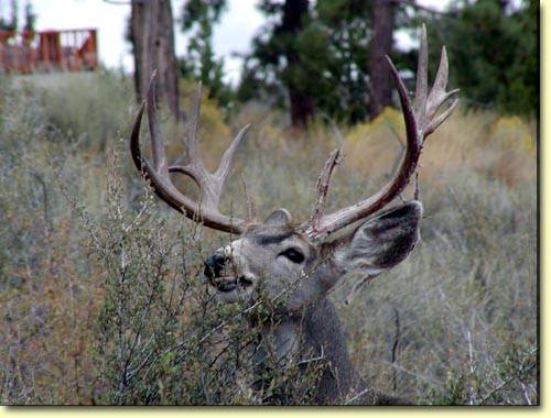 Backyard Trophies