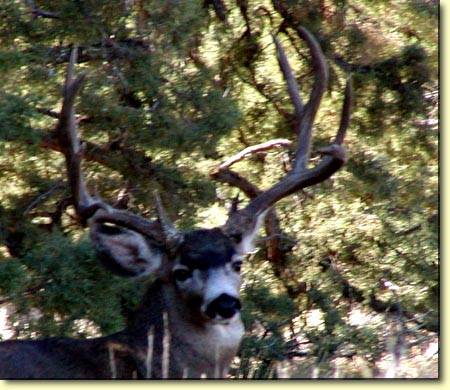 Backyard Trophies