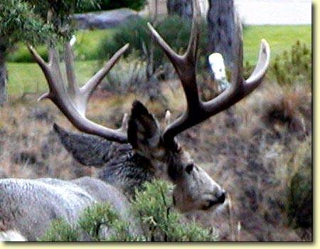 Backyard Trophies