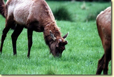 Roosevelt Elk in the Spring