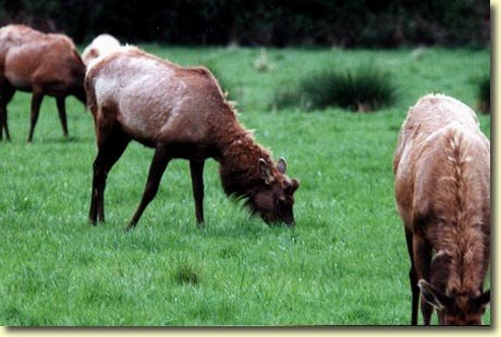 Roosevelt Elk in the Spring