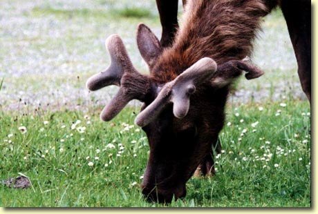 Roosevelt Elk in the Spring