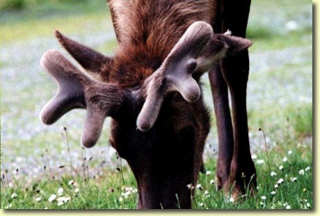 Roosevelt Elk in the Spring