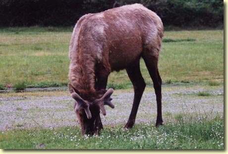 Roosevelt Elk in the Spring