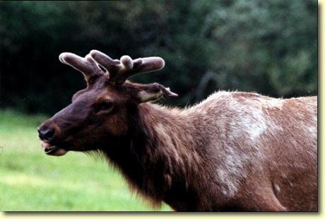 Roosevelt Elk in the Spring