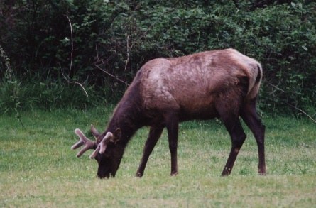 Roosevelt Elk in the Spring