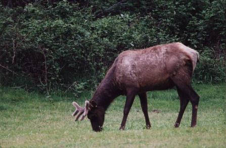 Roosevelt Elk in the Spring