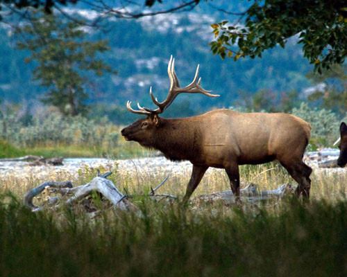 Northern Bulls II