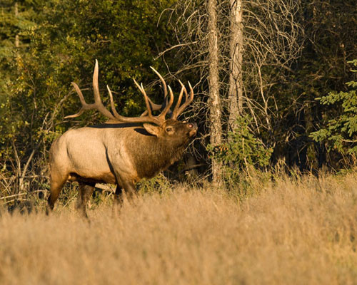 Northern Bulls II