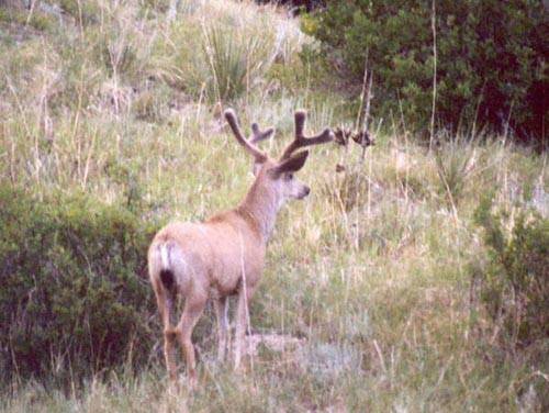 Colorado Velvet