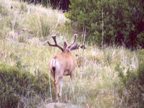 Colorado Velvet