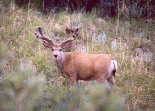 Colorado Velvet