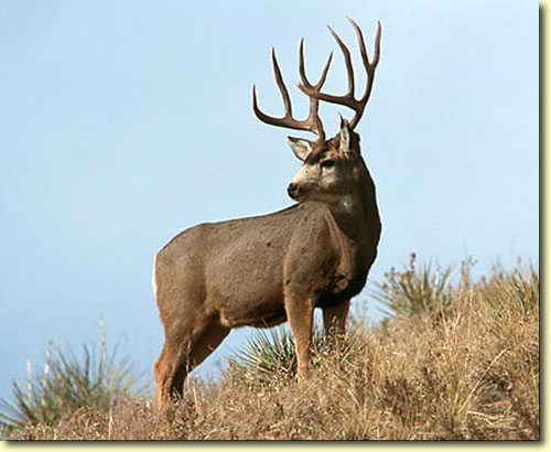 Big Bad Bucks