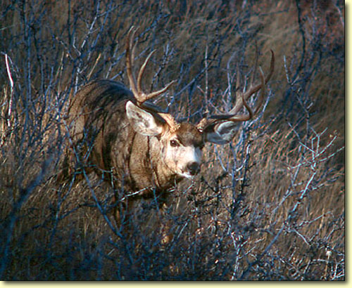 Big Bad Bucks
