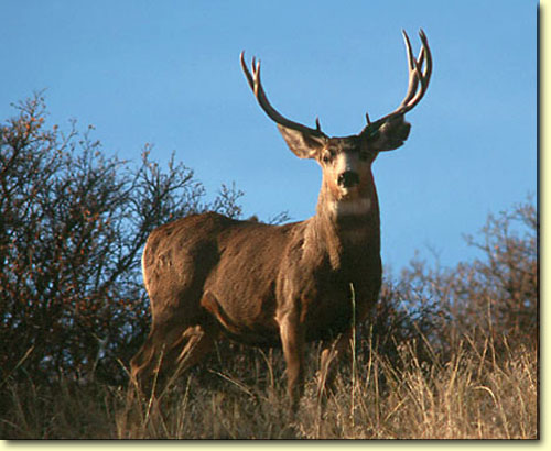 Big Bad Bucks