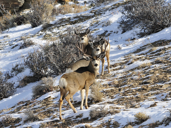 Public Land Bucks VI