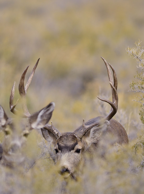 Public Land Bucks VI