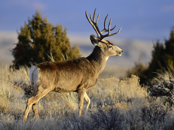Public Land Bucks VI