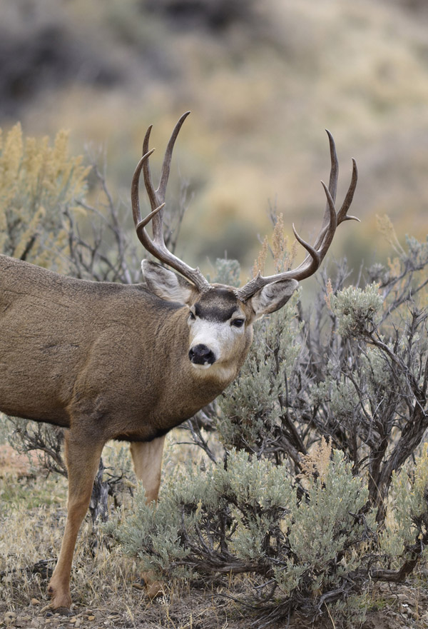 Public Land Bucks VI