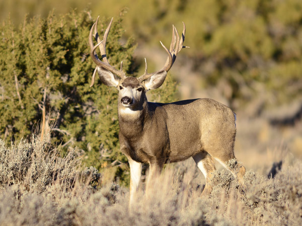 Public Land Bucks VI