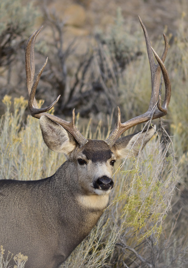 Public Land Bucks VI