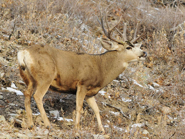 Public Land Bucks VI