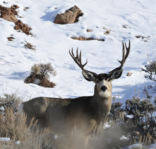Public Land Bucks VI