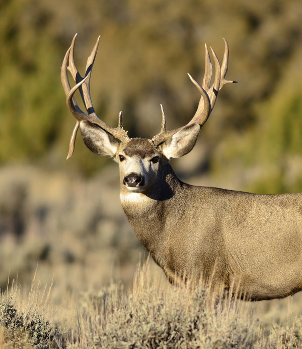 Public Land Bucks VI