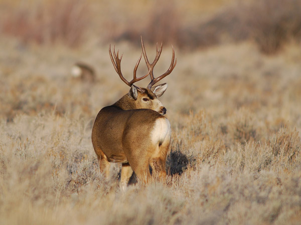 Public Land Bucks VI