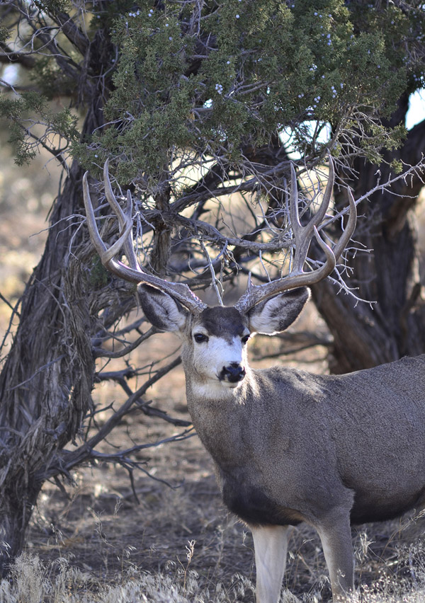 Public Land Bucks VI