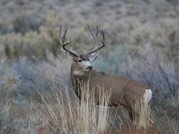 Public Land Bucks VI