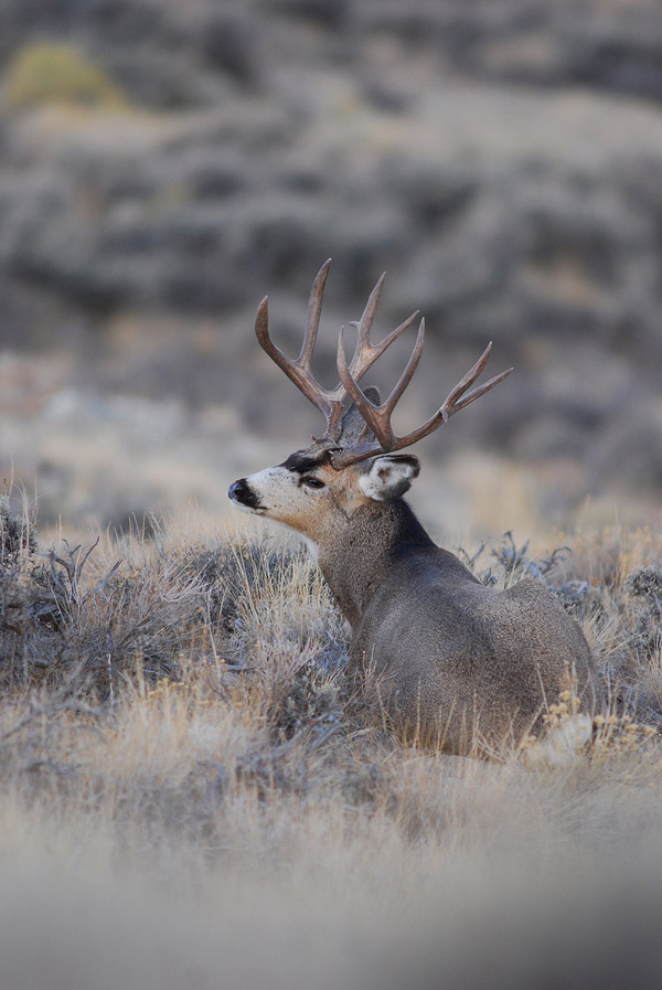 Public Land Bucks VI