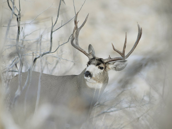 Public Land Bucks VI