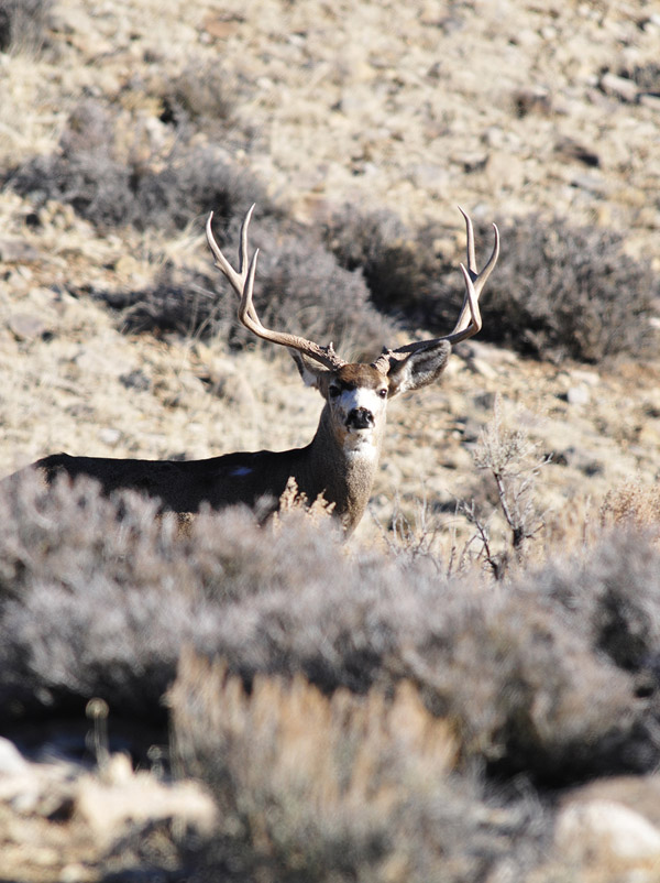 Public Land Bucks VI