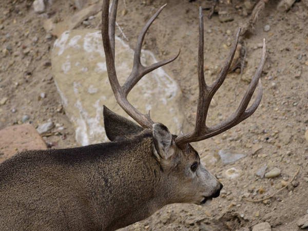 Public Land Bucks VI