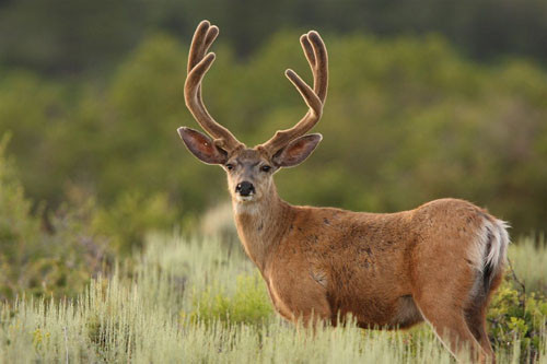 Awesome Velvet Bucks II