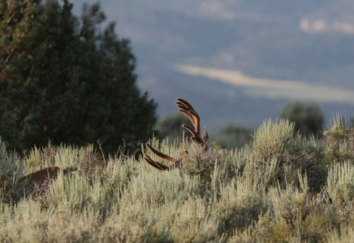 Awesome Velvet Bucks II