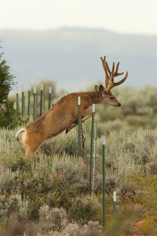 Awesome Velvet Bucks II