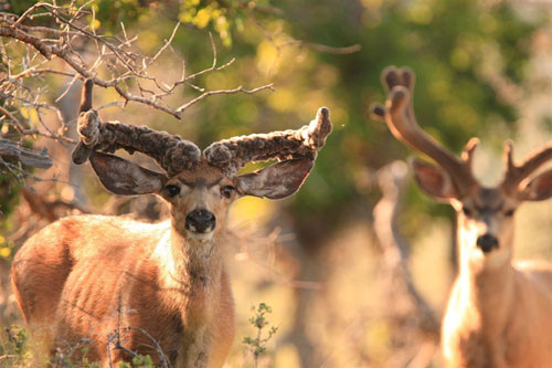 Awesome Velvet Bucks II