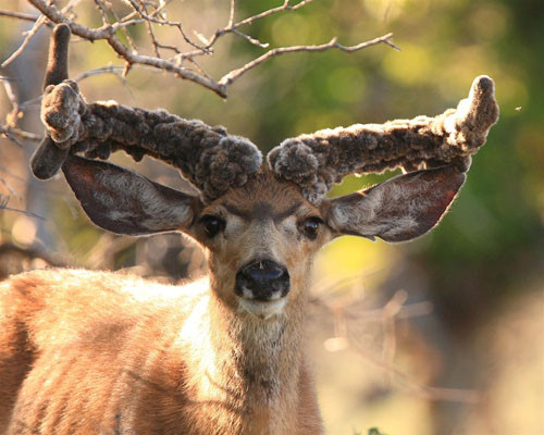 Awesome Velvet Bucks II