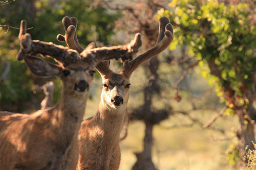 Awesome Velvet Bucks II