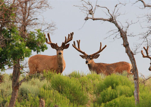 Awesome Velvet Bucks II