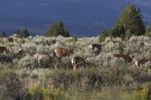 Awesome Velvet Bucks II