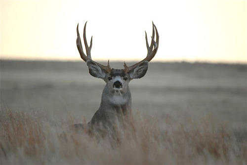 Saskatchewan - Hard Horned III