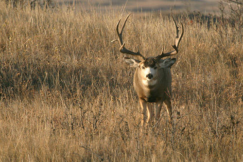 Saskatchewan - Hard Horned III